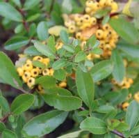 Pyracantha Saphyr Yellow 3 Litre