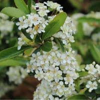 Pyracantha Saphyr Yellow 3 Litre