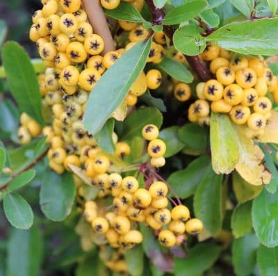 Pyracantha Saphyr Yellow 3 Litre