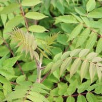 Rhus Typhina 3 Litre