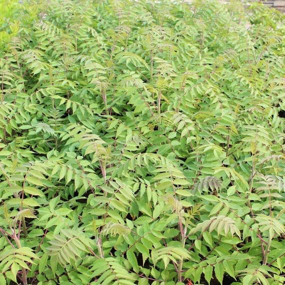 Rhus Typhina 3 Litre