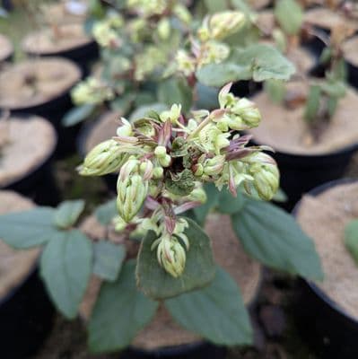 Ribes laurifolium 3 Litre