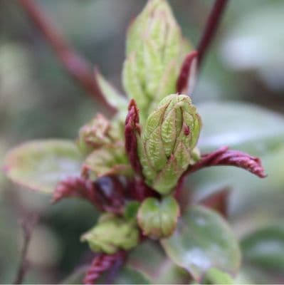 Ribes laurifolium Amy Doncaster 3 Litre