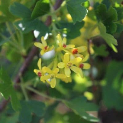 Ribes odoratum 3 Litre