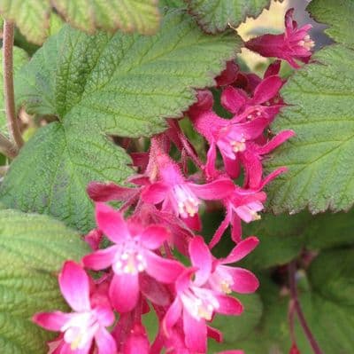 Ribes sanguineum King Edward VII 3 Litre