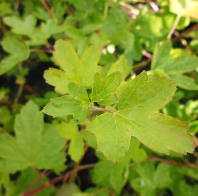 Ribes x Gordonianum 3 Litre