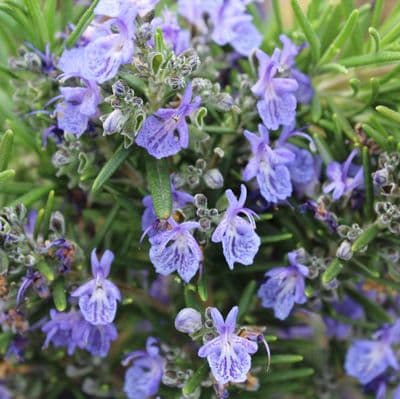 Rosemary Blue Lagoon 3 Litre