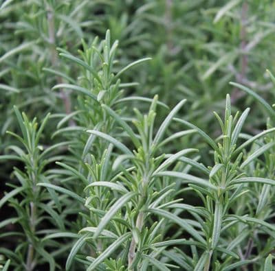 Rosemary officinalis 3 Litre