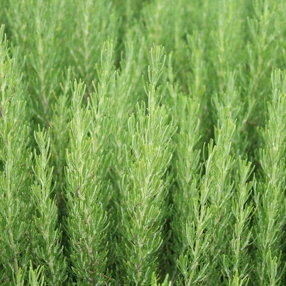 Rosemary officinalis Green Ginger 3 Litre
