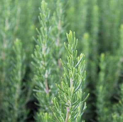 Rosemary officinalis Majorca Pink 2 Litre