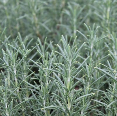 Rosemary officinalis Miss Jessops Upright 3 Litre