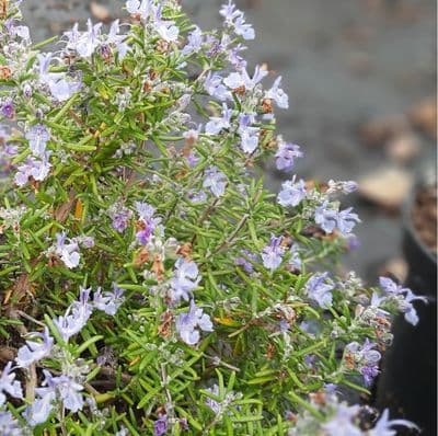 Rosemary officinalis Prostratus 2 Litre