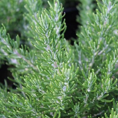 Rosemary officinalis Roman Beauty 2 Litre
