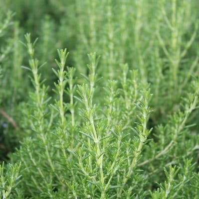 Rosmarinus officinalis Capri 3 Litre