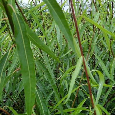 Salix acutifloia Blue Streak 3 Litre