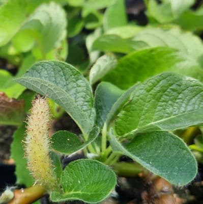 Salix Apoda 3 Litre