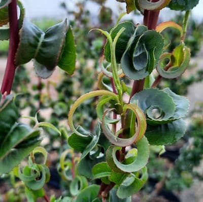 Salix babylonica Crispa (Annularis) 3 Litre
