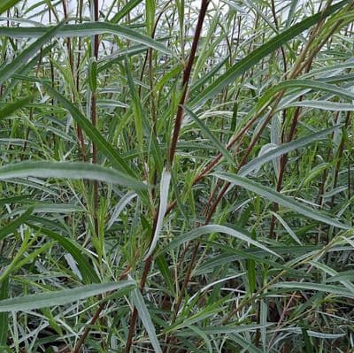 Salix Exigua 3 Litre