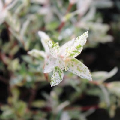 Salix Hakuro Nishiki (Flamingo) Mini Standard