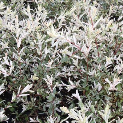 Salix integra Hakuro-nishiki 3 Litre