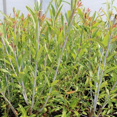 Salix Irrorata 3 Litre