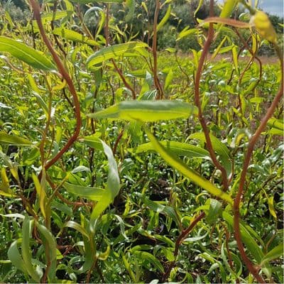 Salix matsudana Tortuosa 3 Litre