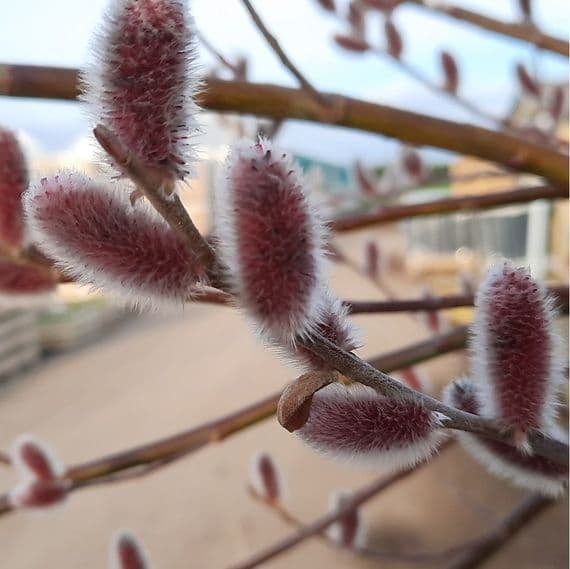 Salix Mount Aso