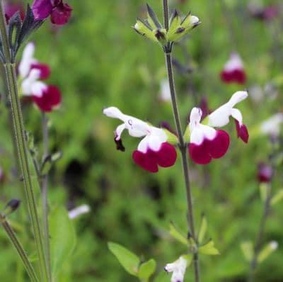 Salvia Amethyst Lips