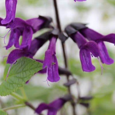 Salvia Amistad 2 Litre