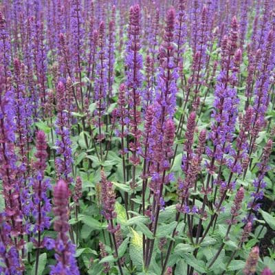 Salvia Caradonna 2 Litre