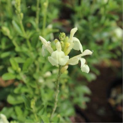 Salvia Clotted Cream 2 Litre