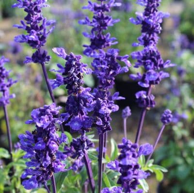 Salvia farinacea Midnight Candle 2 Litre