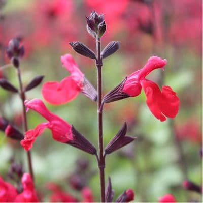 Salvia Jezebel 2 Litre