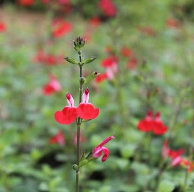 Salvia microphylla Hot Lips 2 Litre