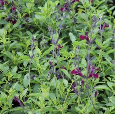 Salvia Night Moth 2 Litre
