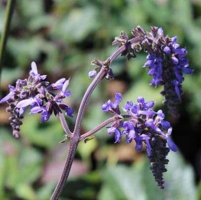 Salvia Nutans