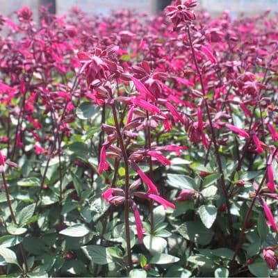 Salvia Salmia Dark Purple
