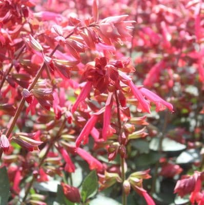 Salvia Salmia Orange