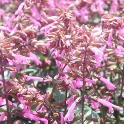 Salvia Salmia Pink