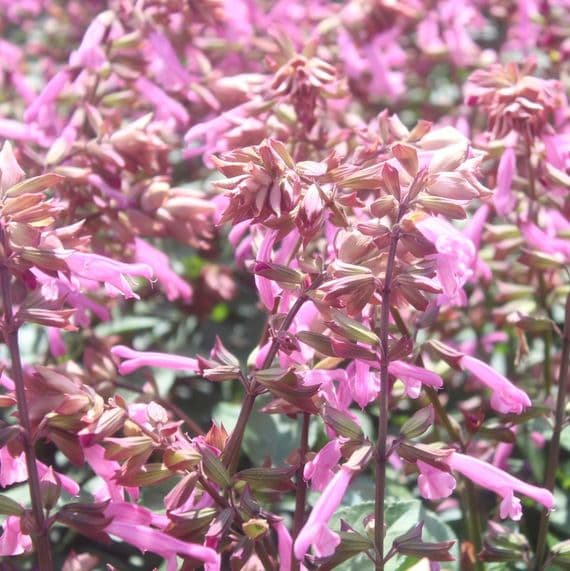 Salvia Salmia Pink