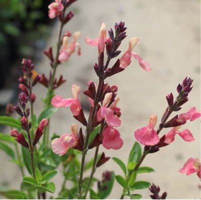Salvia Senorita Leah 2 Litre