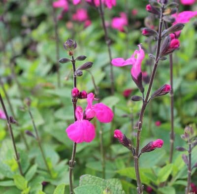 Salvia Wild Water Melon 2 Litre