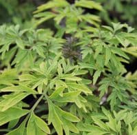 Sambucus nigra Golden Tower 3 L
