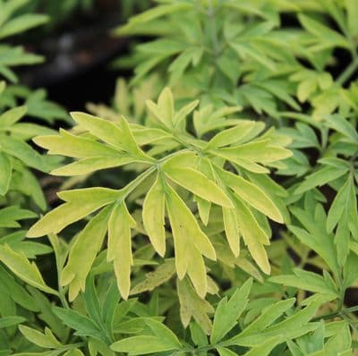 Sambucus nigra Golden Tower 3 L