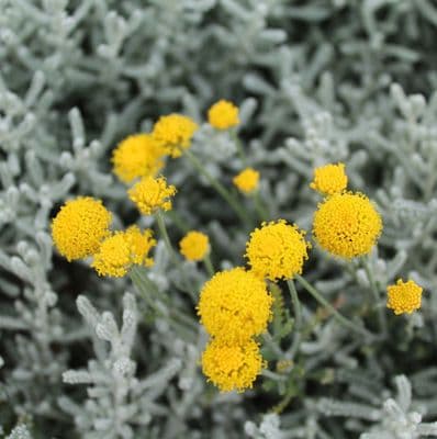 Santolina chamaecyparissus 3 Litre