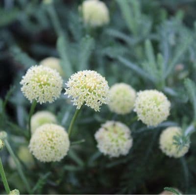 Santolina pinnata subsp. neapolitana 3 Litre