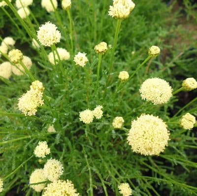 Santolina rosmarinifolia subsp. Primrose Gem 3 Litre