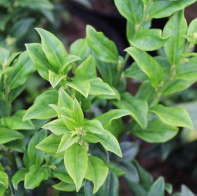 Sarcococca confusa 3 Litre