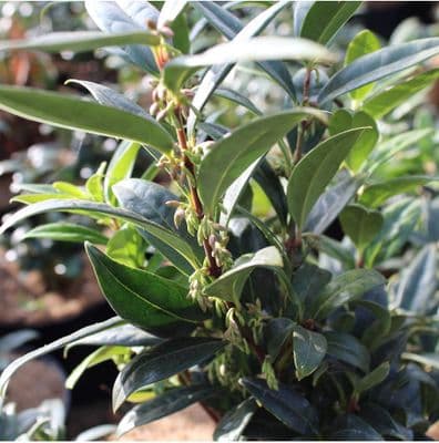 Sarcococca hookeriana var. humilis x 3 Litre