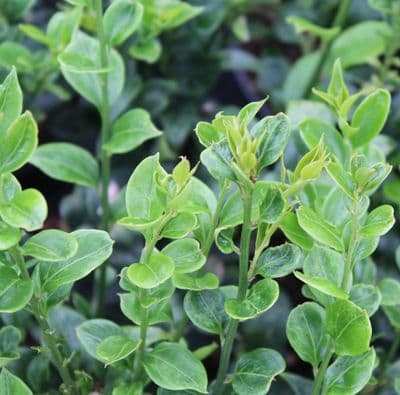 Sarcococca ruscifolia 3 Litre